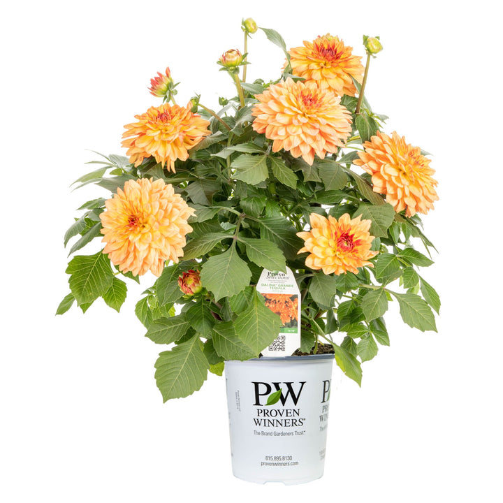 Dahlia | Royale Dalina® Grande Tequila | Proven Winners® Annuals
