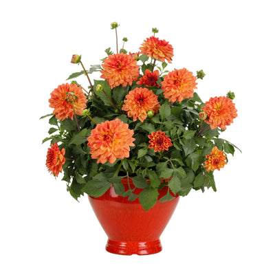 Limited Edition Royale | Proven Selections® Dalina® Grande Tequila Dahlia