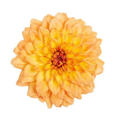 Limited Edition Royale | Proven Selections® Dalina® Grande Tequila Dahlia