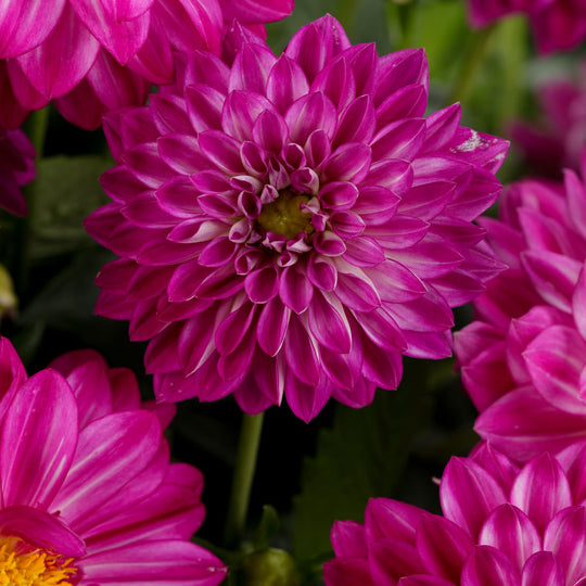 Limited Edition Royale | Proven Selections® Dalina® Grande Cadena Dahlia
