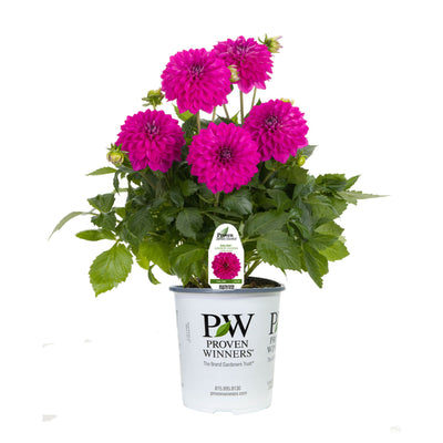 Limited Edition Royale | Proven Selections® Dalina® Grande Cadena Dahlia
