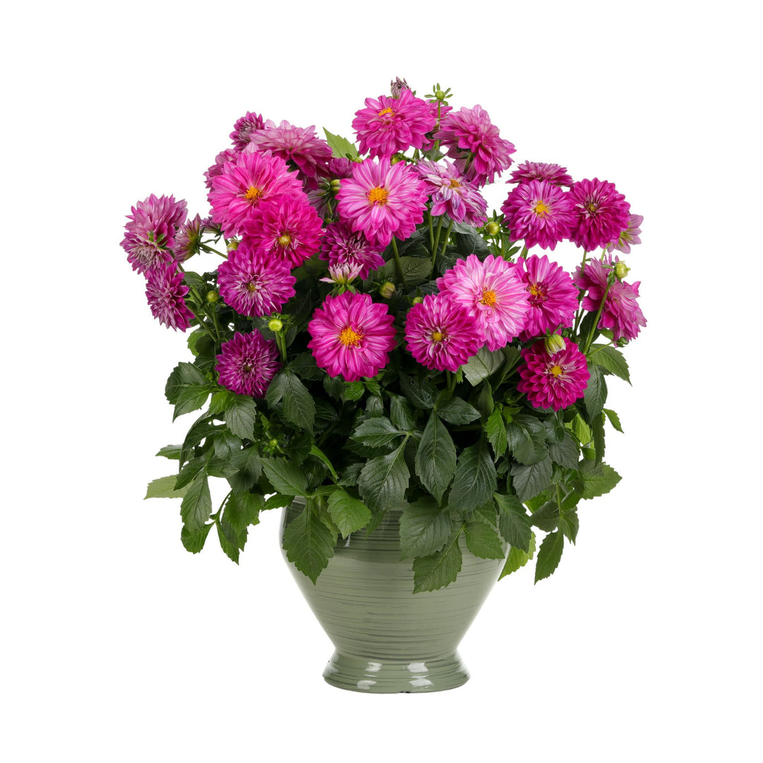 Limited Edition Royale™ | Proven Selections® Dalina® Grande Cadena Dahlia