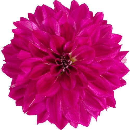 Proven Selections Dalina Grande Cadena Dahlia in macro.