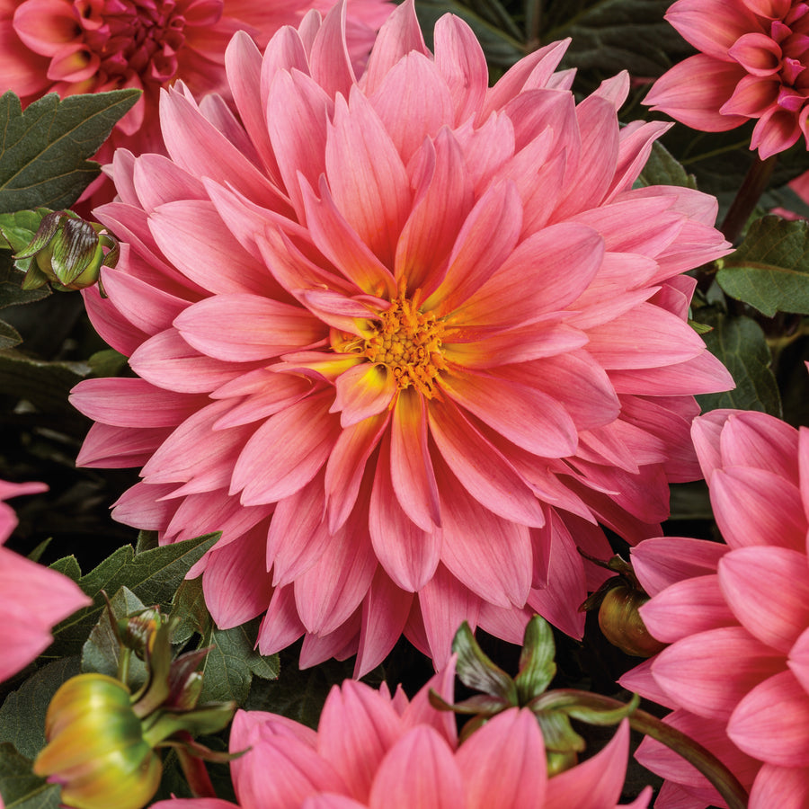 Best Garden Plants For Zone 5 | Proven Winners Direct – Page 15