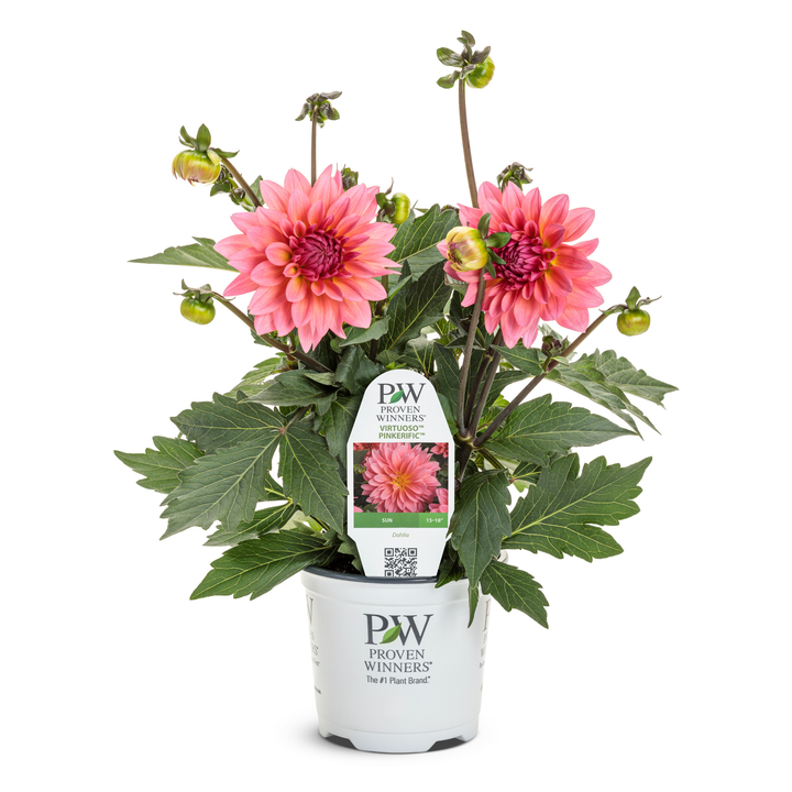 Limited Edition Royale™ | Virtuoso™ Pinkerific™ Dahlia (Dahlia variabilis)