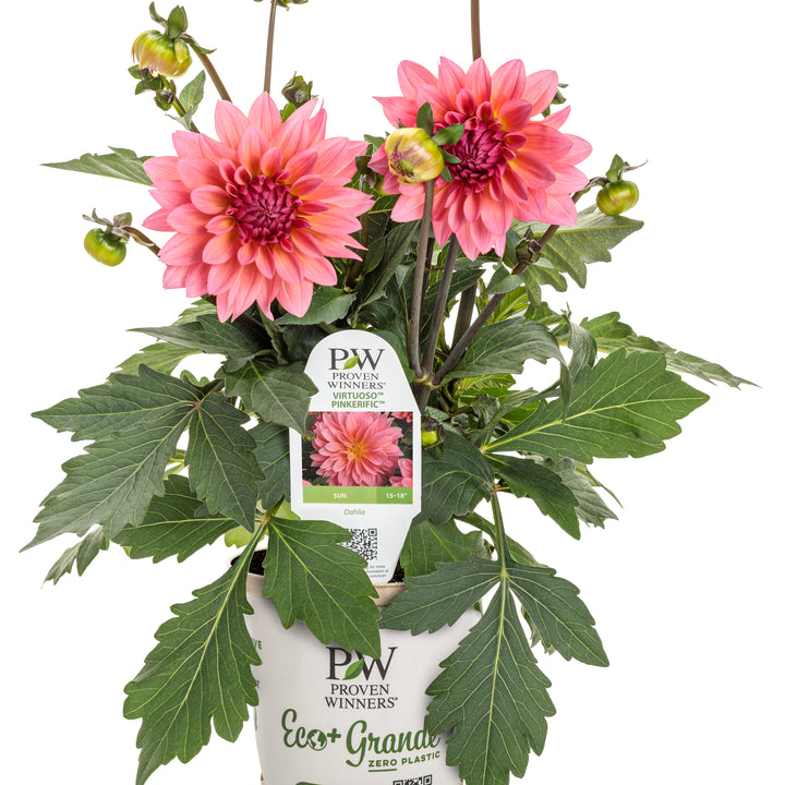 Dahlia | Virtuoso® Pinkerific | Proven Winners® Annuals – Proven