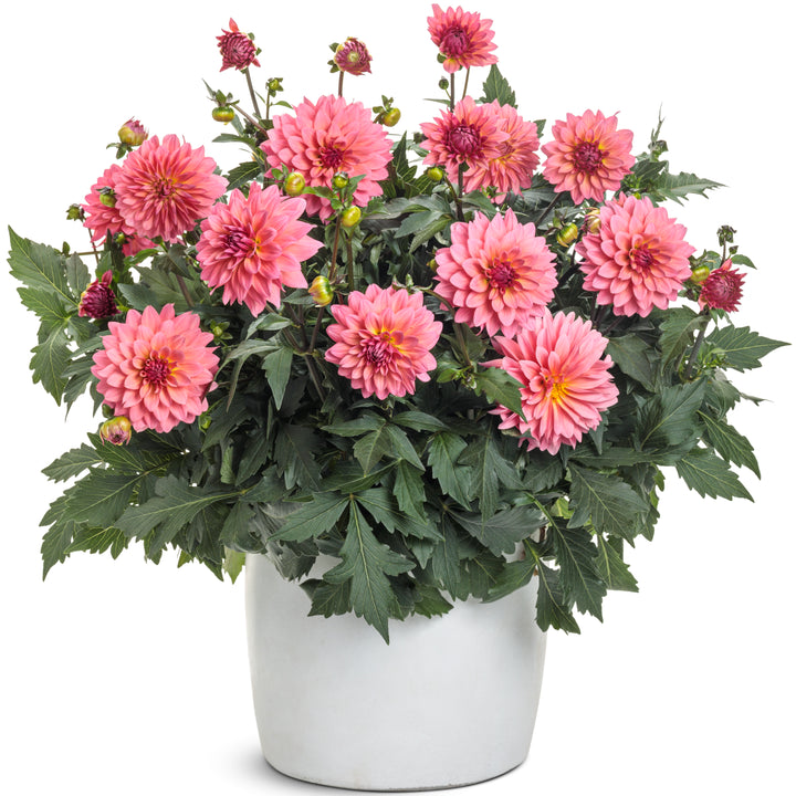 Dahlia | Royale Virtuoso® Pinkerific | Proven Winners® Annuals