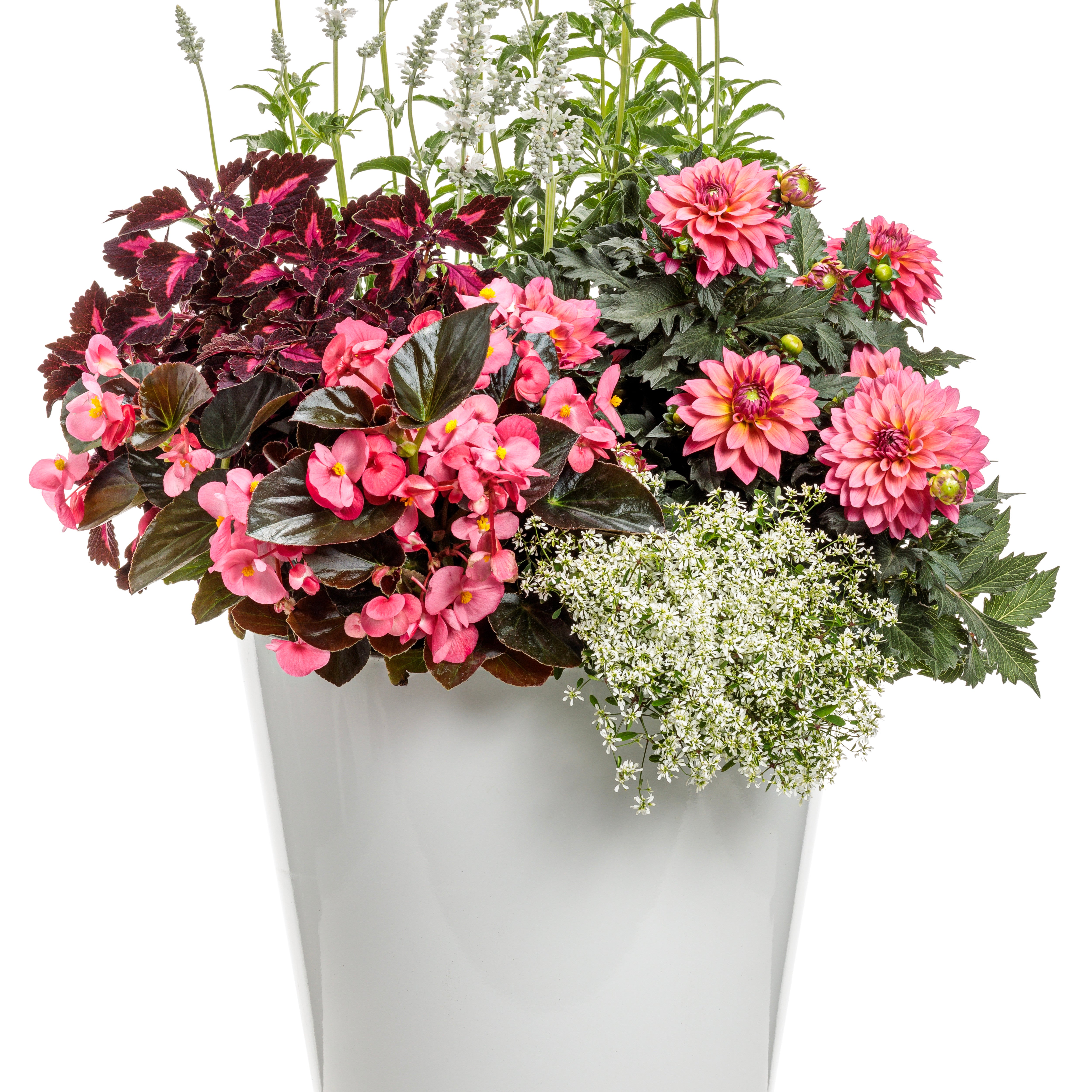 Dahlia | Virtuoso® Pinkerific | Proven Winners® Annuals – Proven