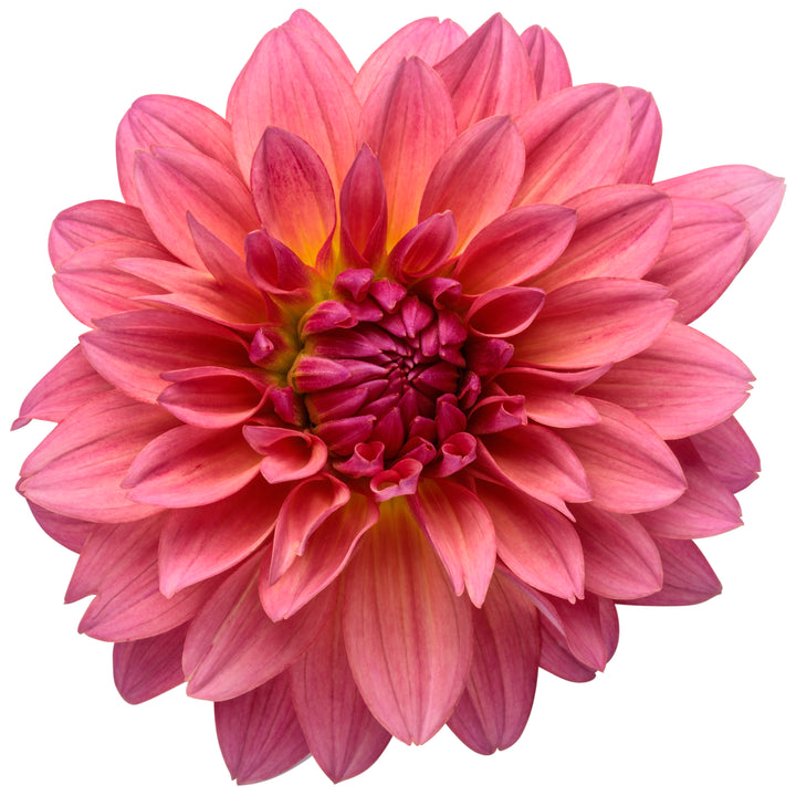 Dahlia | Virtuoso® Pinkerific | Proven Winners® Annuals – Proven