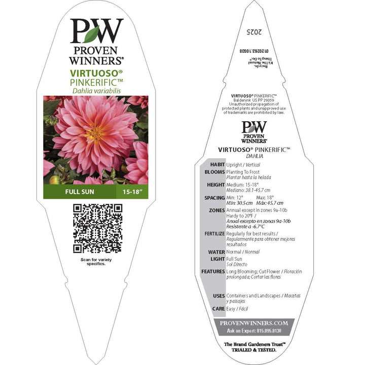 Dahlia | Virtuoso® Pinkerific | Proven Winners® Annuals – Proven
