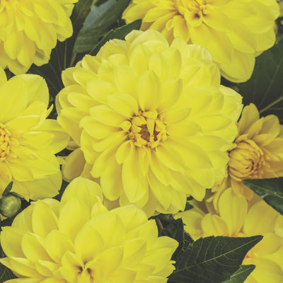 Limited Edition Royale | Virtuoso™ Dayglo Yellow™ Dahlia (Dahlia variabilis)