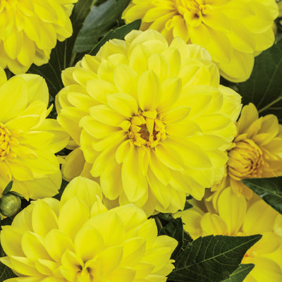 Virtuoso Dayglo Yellow Virtuoso Dayglo Yellow Dahlia up close.