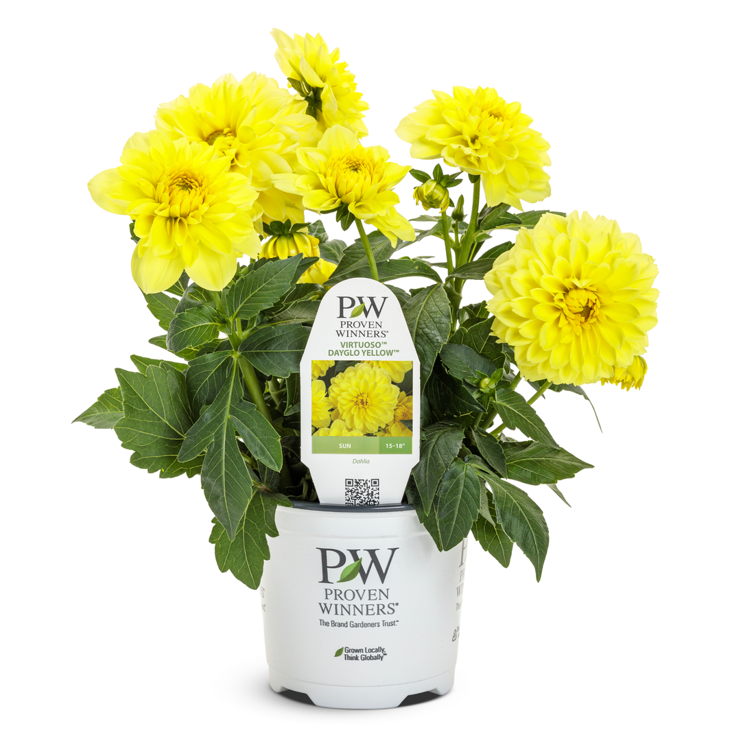 Limited Edition Royale™ | Virtuoso™ Dayglo Yellow™ Dahlia (Dahlia variabilis)