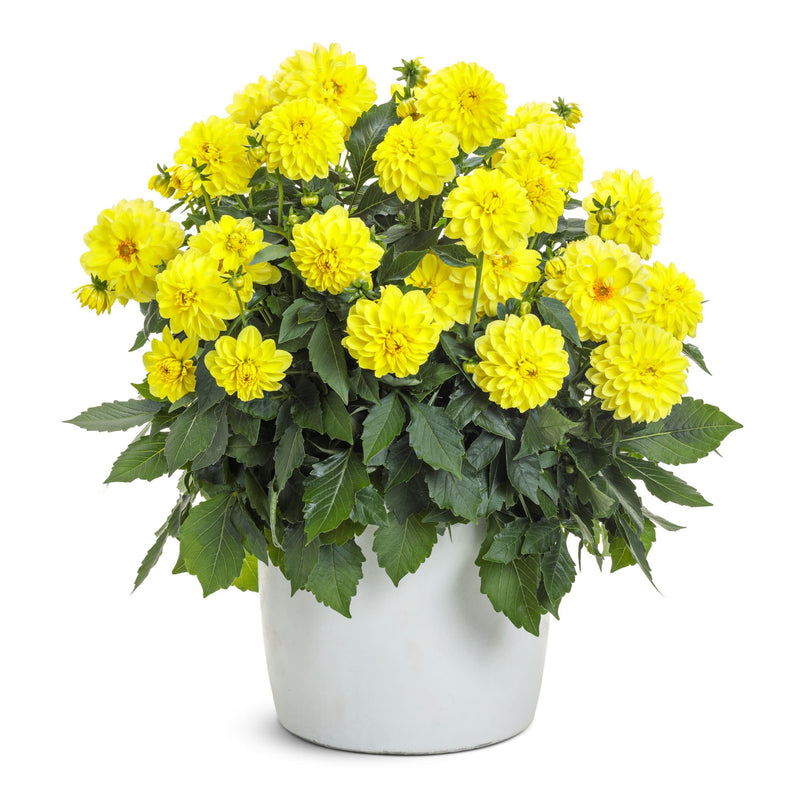 Limited Edition Royale | Virtuoso™ Dayglo Yellow™ Dahlia (Dahlia variabilis)