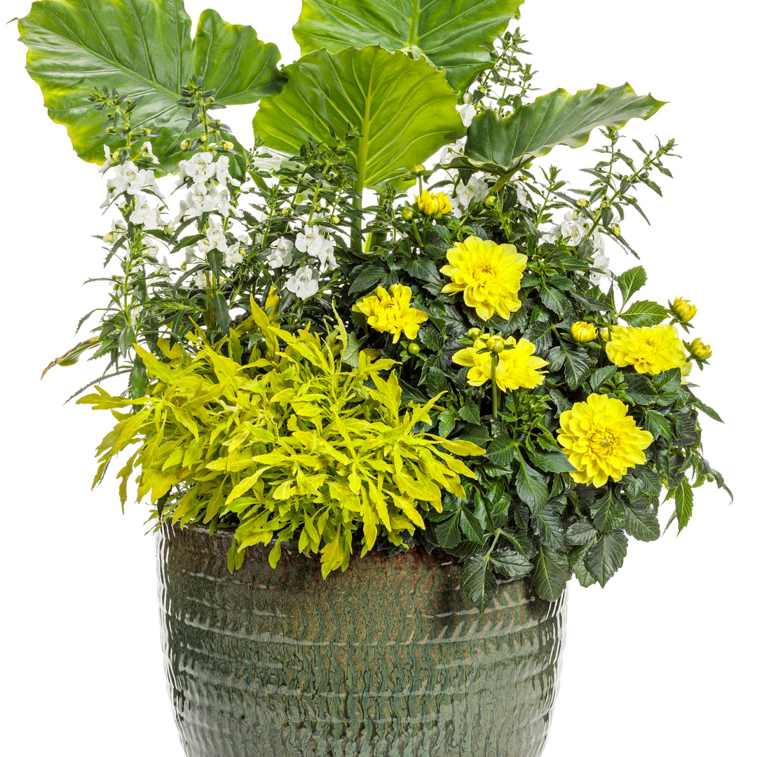 do pot plants have yellow flowers Dahlia | Virtuoso® Dayglo Yellow™
