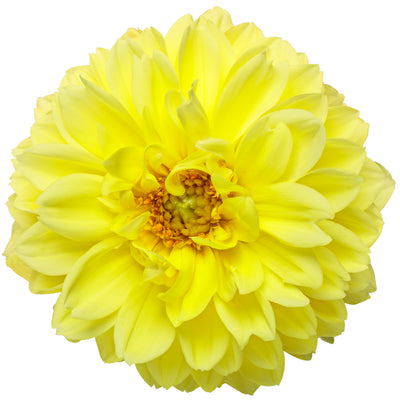 Virtuoso Dayglo Yellow Virtuoso Dayglo Yellow Dahlia in macro.