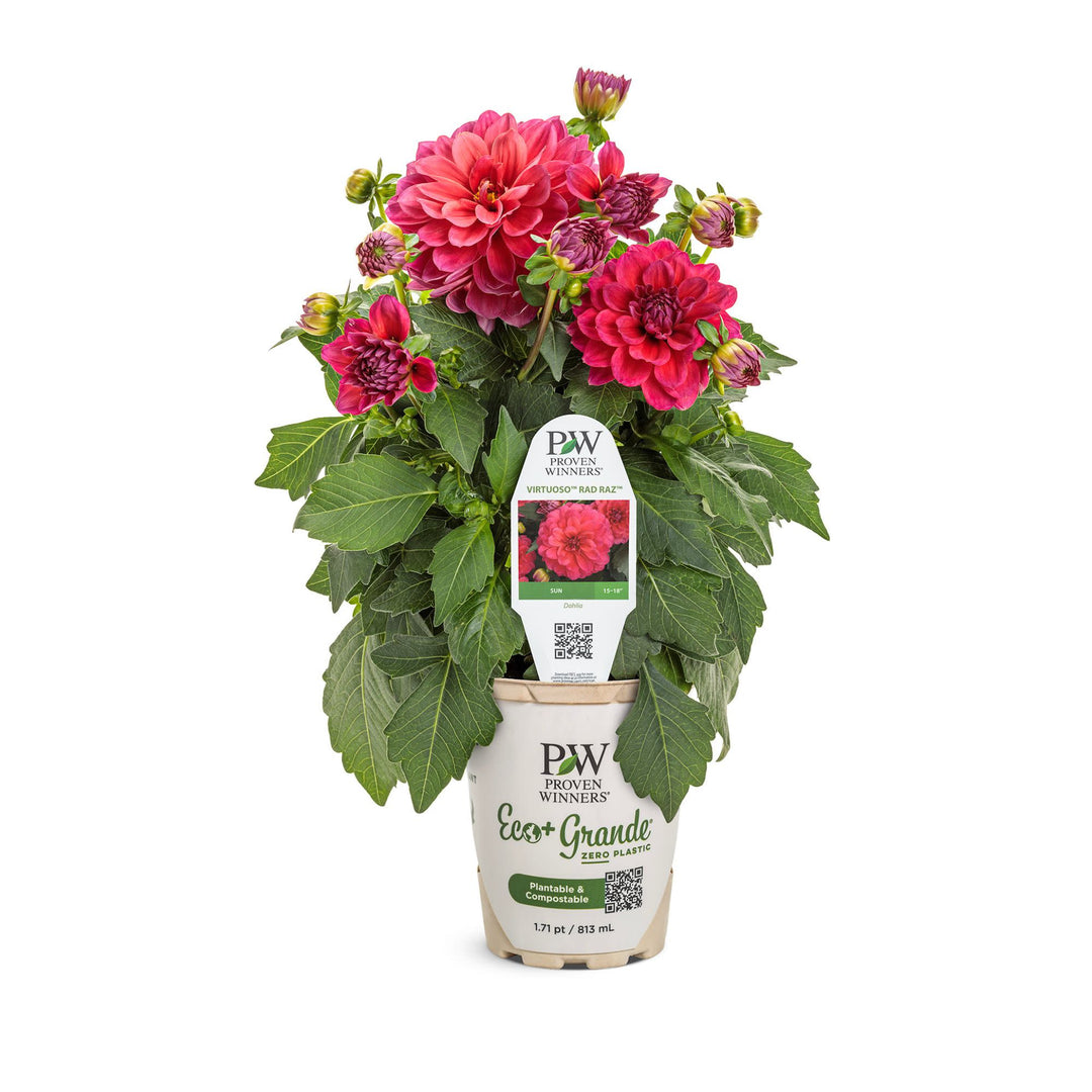 Dahlia | Virtuoso® Rad Raz® | Proven Winners® Annuals – Proven