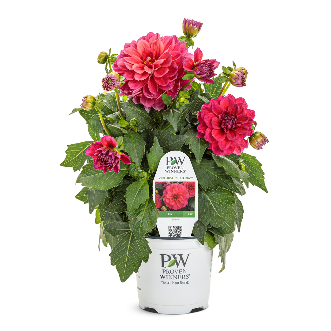 Dahlia | Royale Virtuoso® Rad Raz® | Proven Winners® Annuals