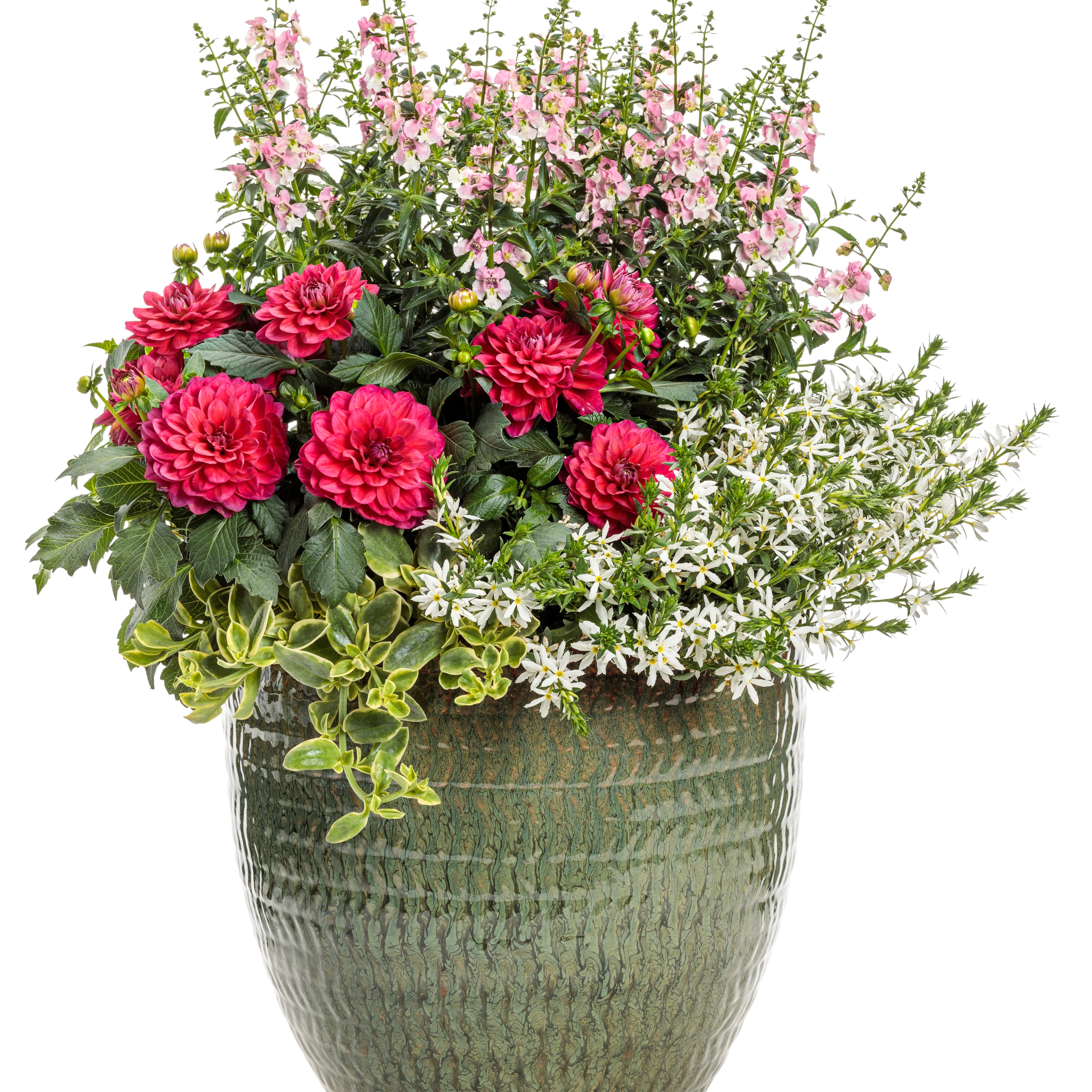 Dahlia | Virtuoso® Rad Raz® | Proven Winners® Annuals – Proven