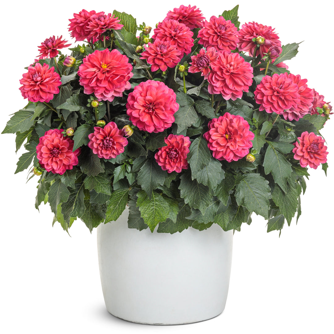 Dahlia | Virtuoso® Rad Raz® | Proven Winners® Annuals – Proven