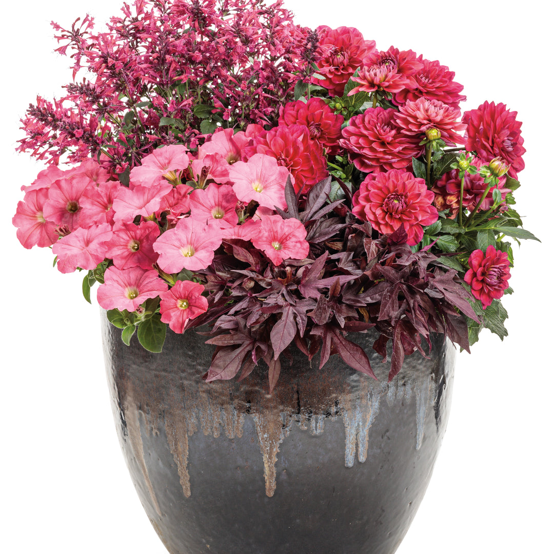 Dahlia | Virtuoso® Rad Raz® | Proven Winners® Annuals – Proven