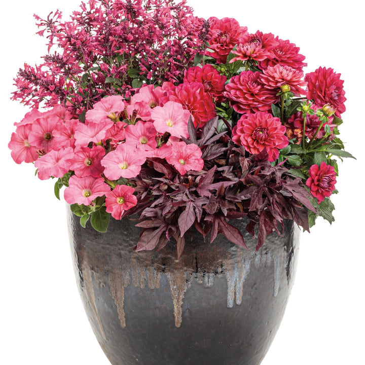 Dahlia | Royale Virtuoso® Rad Raz® | Proven Winners® Annuals