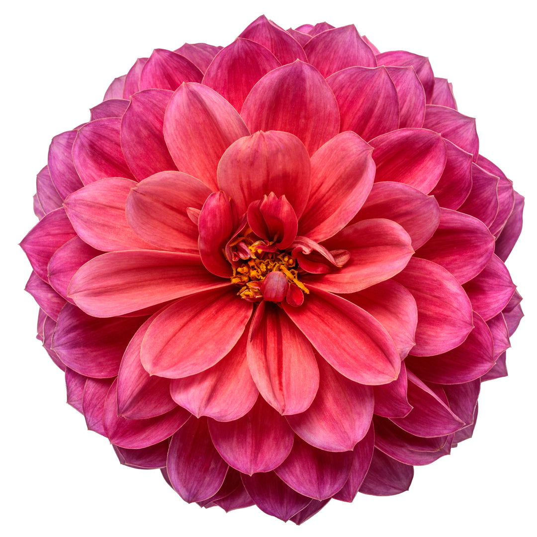Dahlia | Virtuoso® Rad Raz® | Proven Winners® Annuals – Proven