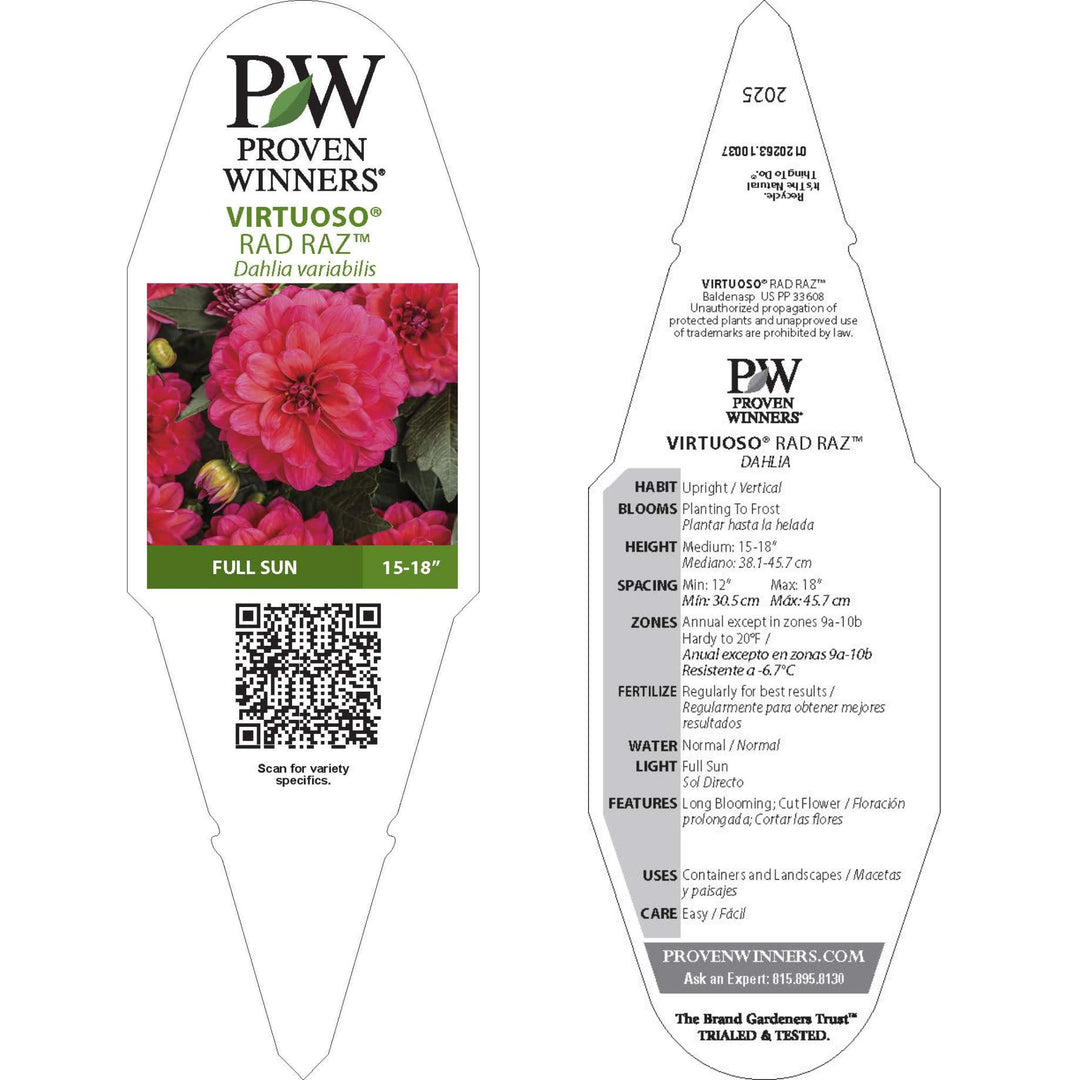 rady マルチボトル　花びら Dahlia | Virtuoso® Rad Raz® | Proven Winners® Annuals – Proven