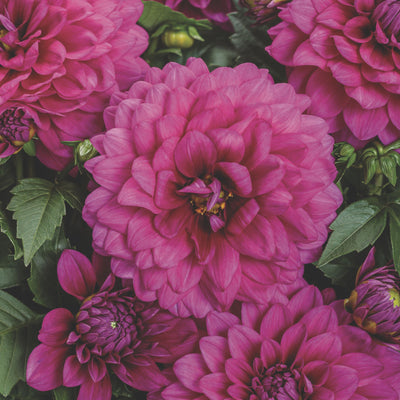Limited Edition Royale | Virtuoso™ Vibrant Violet™ Dahlia (Dahlia variabilis)