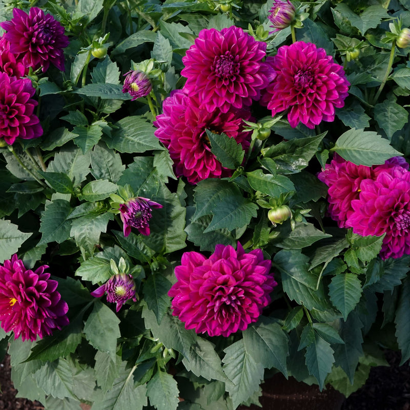 Limited Edition Royale | Virtuoso™ Vibrant Violet™ Dahlia (Dahlia variabilis)