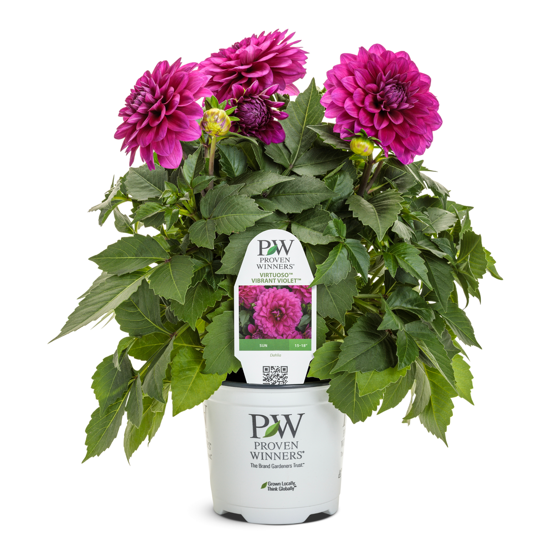 Dahlia | Royale Virtuoso® Vibrant Violet™ | Proven Winners Dahlia | Royale Virtuoso® Vibrant Violet™ | Proven Winners