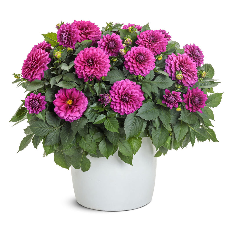 Limited Edition Royale | Virtuoso™ Vibrant Violet™ Dahlia (Dahlia variabilis)