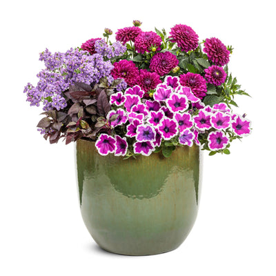 Limited Edition Royale | Virtuoso™ Vibrant Violet™ Dahlia (Dahlia variabilis)