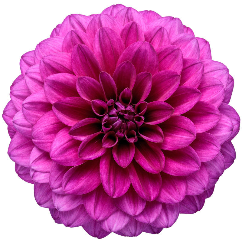 Virtuoso Vibrant Violet Virtuoso Vibrant Violet Dahlia in macro.