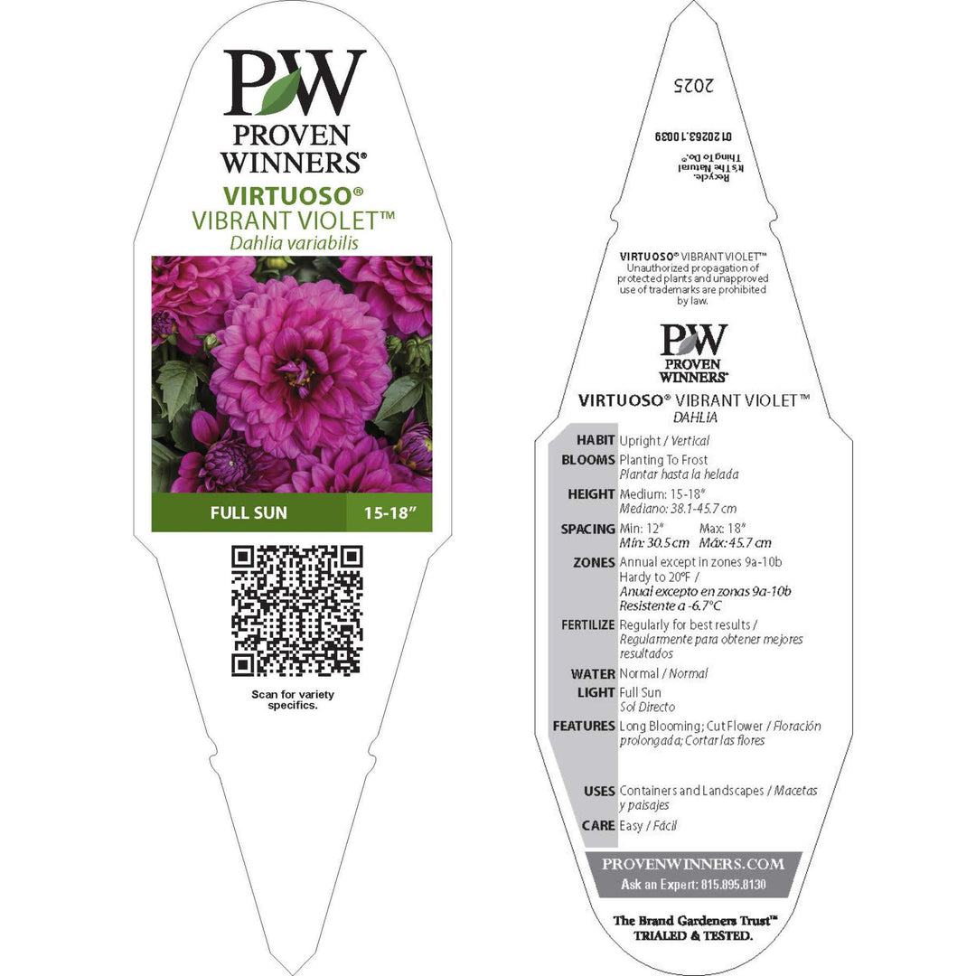 Dahlia | Royale Virtuoso® Vibrant Violet™ | Proven Winners