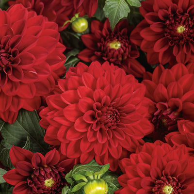 Virtuoso™ Classy Carmine™ Dahlia (Dahlia variabilis)