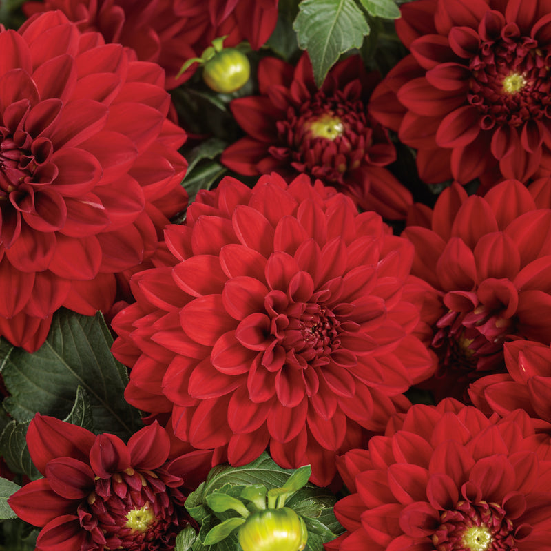 Virtuoso™ Classy Carmine™ Dahlia (Dahlia variabilis) | Proven Winners® New Variety 2025