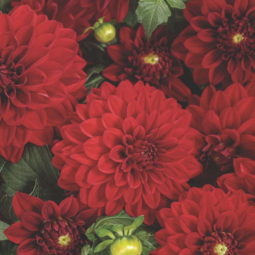 Dahlia | Royale Virtuoso® Classy Carmine™ | Proven Winners