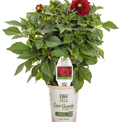 Virtuoso™ Classy Carmine™ Dahlia (Dahlia variabilis) | Proven Winners® New Variety 2025