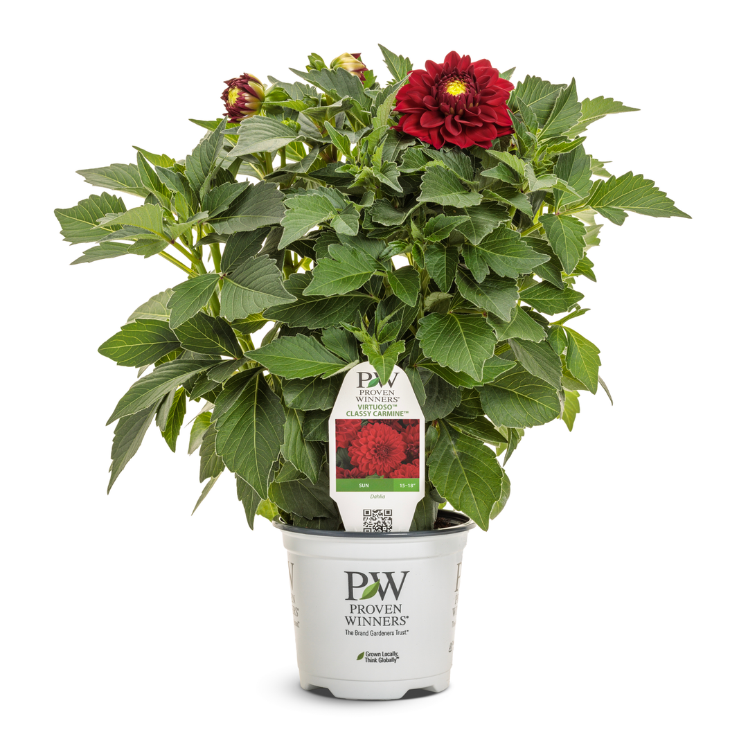 Limited Edition Royale™ | Virtuoso™ Classy Carmine™ Dahlia (Dahlia variabilis)