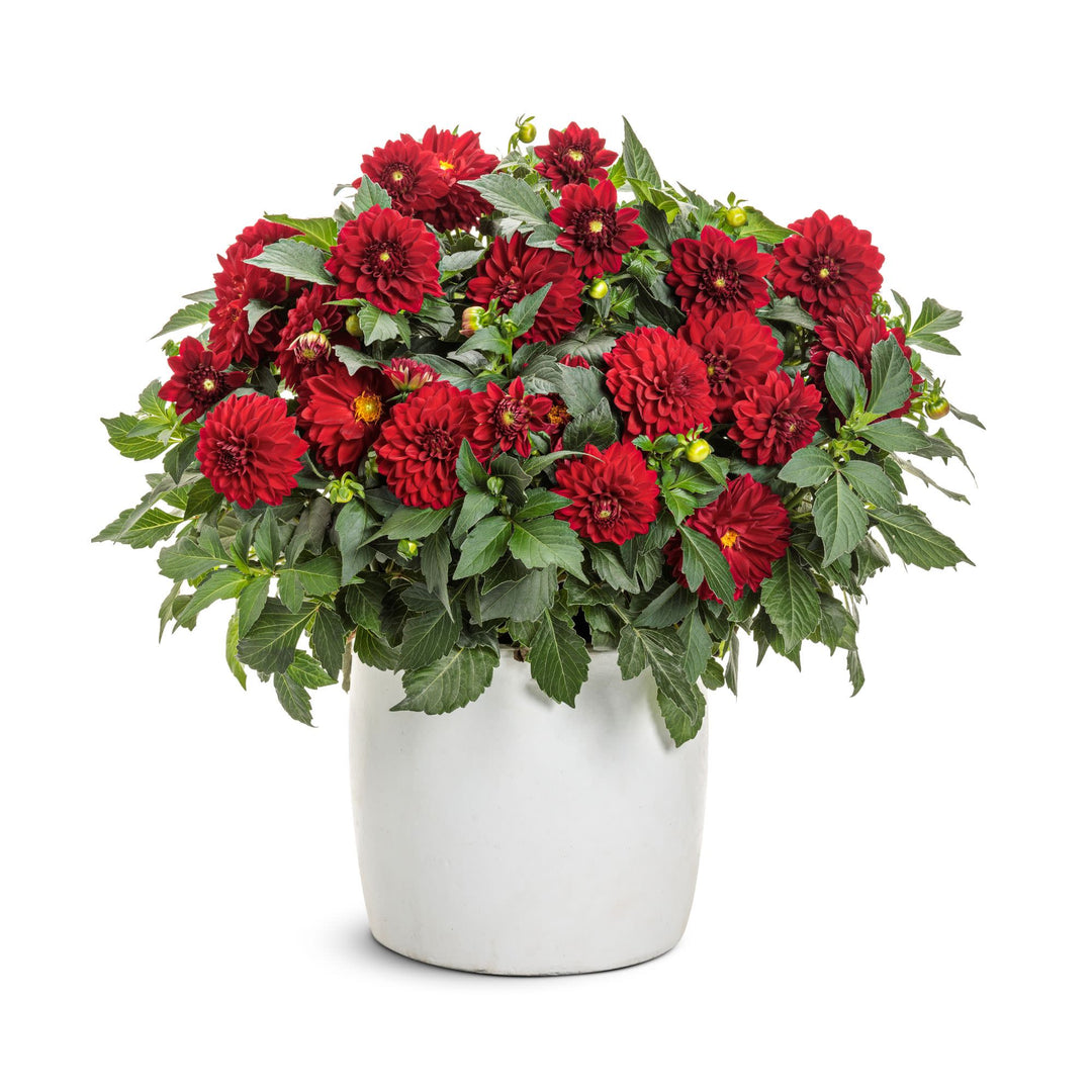 Virtuoso™ Classy Carmine™ Dahlia (Dahlia variabilis)