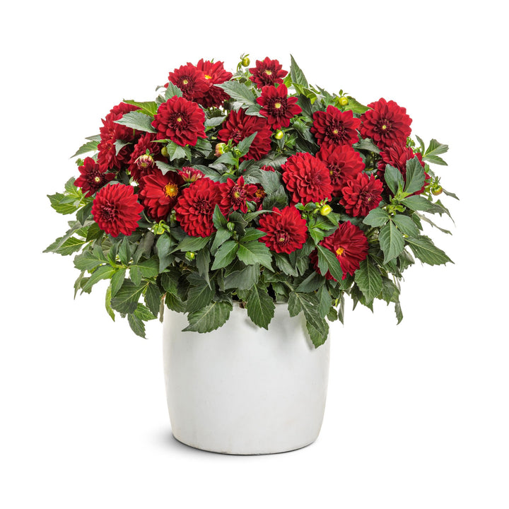 Virtuoso™ Classy Carmine™ Dahlia (Dahlia variabilis)