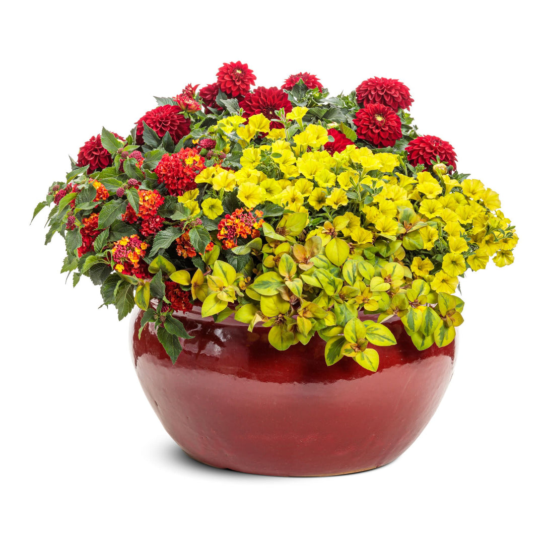 Virtuoso™ Classy Carmine™ Dahlia (Dahlia variabilis)