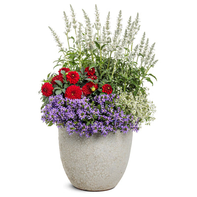 Limited Edition Royale | Virtuoso™ Classy Carmine™ Dahlia (Dahlia variabilis)