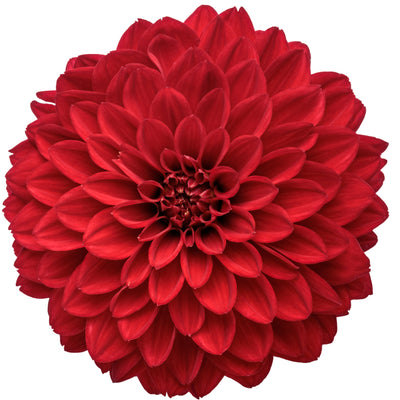 Limited Edition Royale | Virtuoso™ Classy Carmine™ Dahlia (Dahlia variabilis)