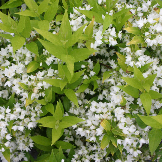 Chardonnay Pearls® Deutzia (Deutzia gracilis)