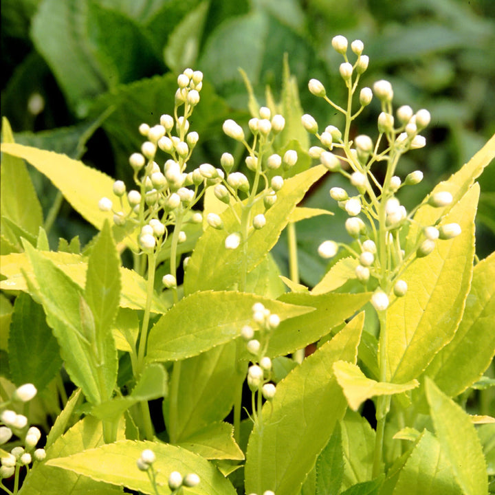 Chardonnay Pearls® Deutzia (Deutzia gracilis)