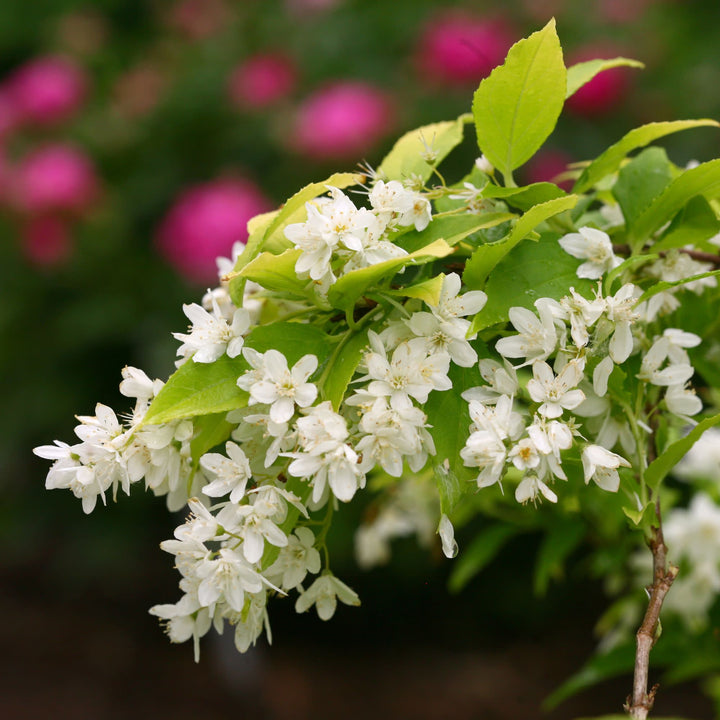 Chardonnay Pearls® Deutzia (Deutzia gracilis)