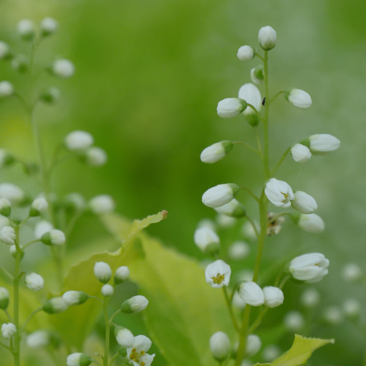 Chardonnay Pearls® Deutzia (Deutzia gracilis)
