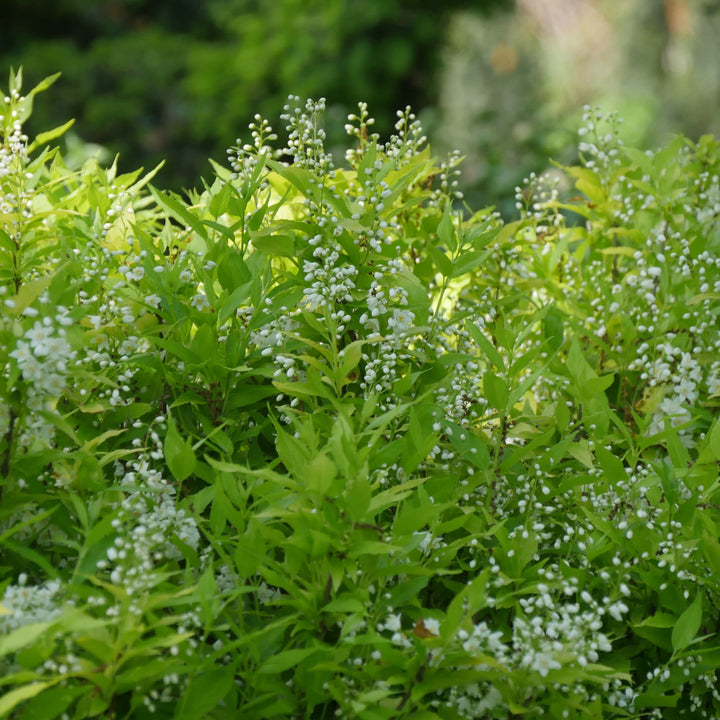 Chardonnay Pearls® Deutzia (Deutzia gracilis)
